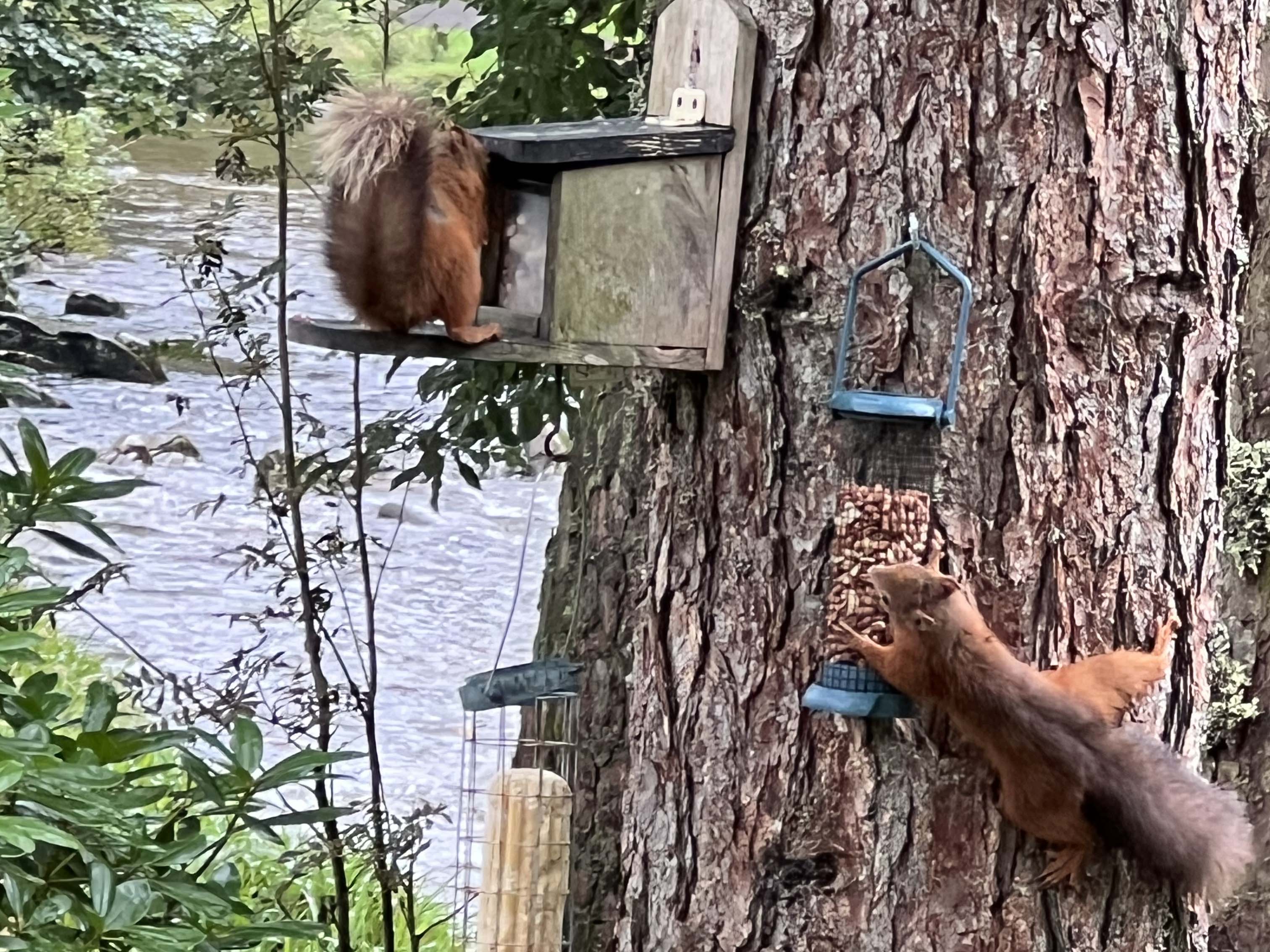 red squirrels at play on a feeder